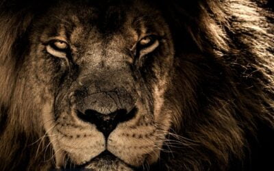 DIRPF (Declaração de Imposto de Renda Pessoa Física) 2020